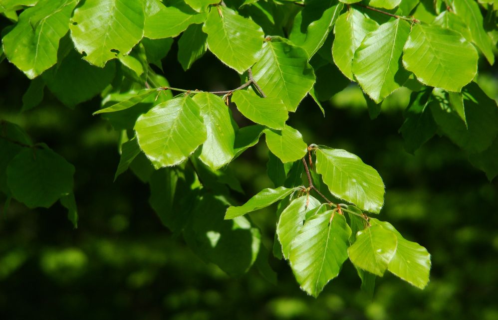 6 arbres faciles à reconnaître à partir de leurs feuilles - Depuis