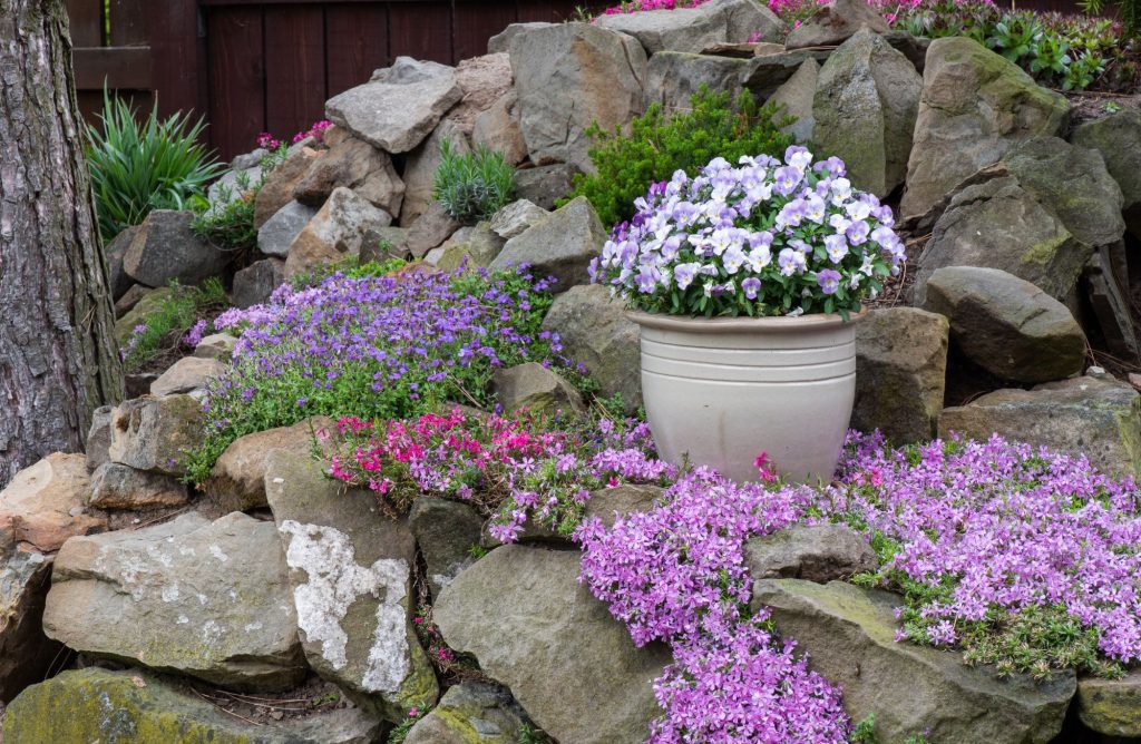 12 fleurs violettes pour une couleur tendance au jardin du printemps à l’automne