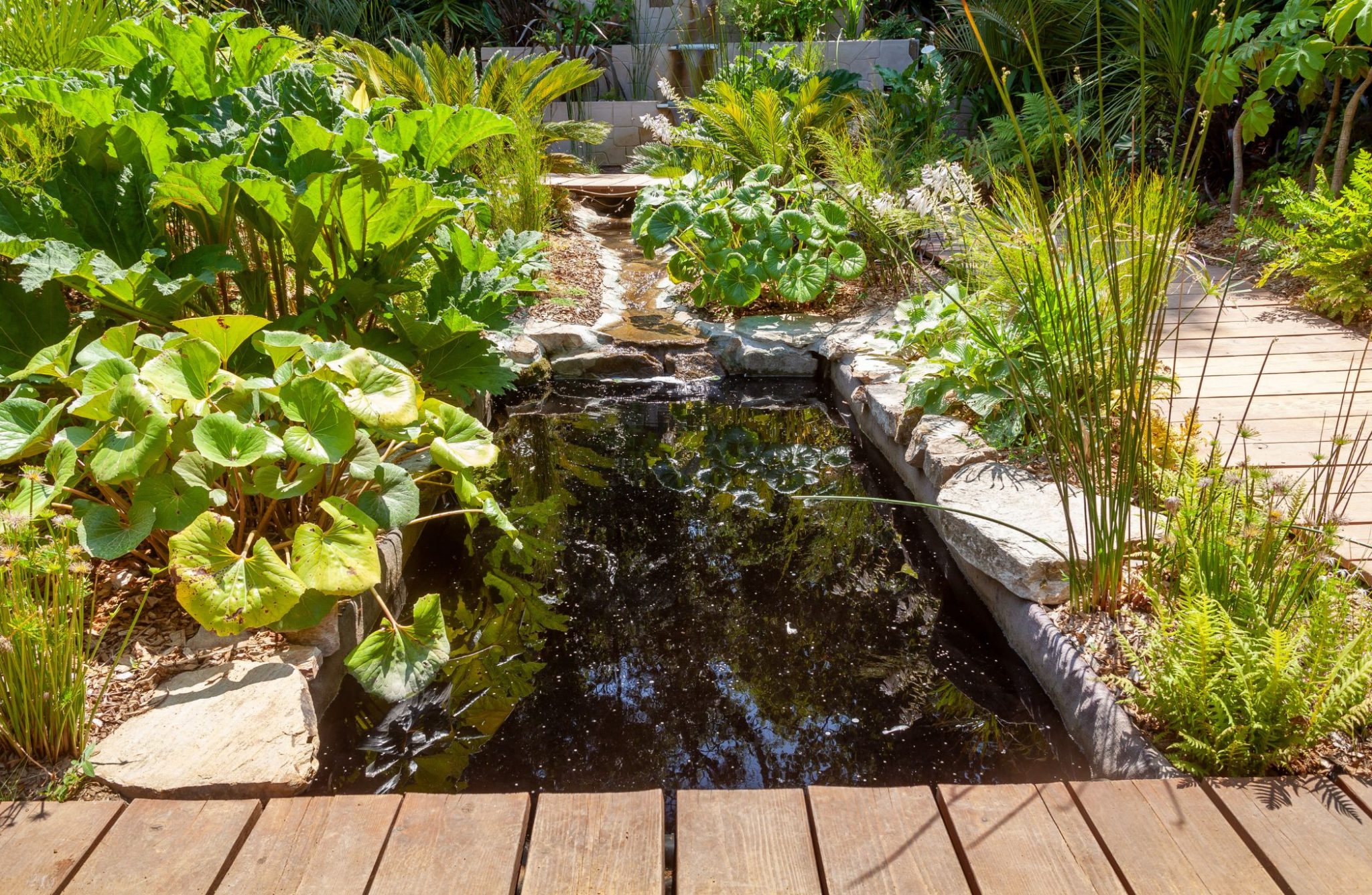 Quelles plantes aquatiques pour un bassin de jardin ? - Jardiland