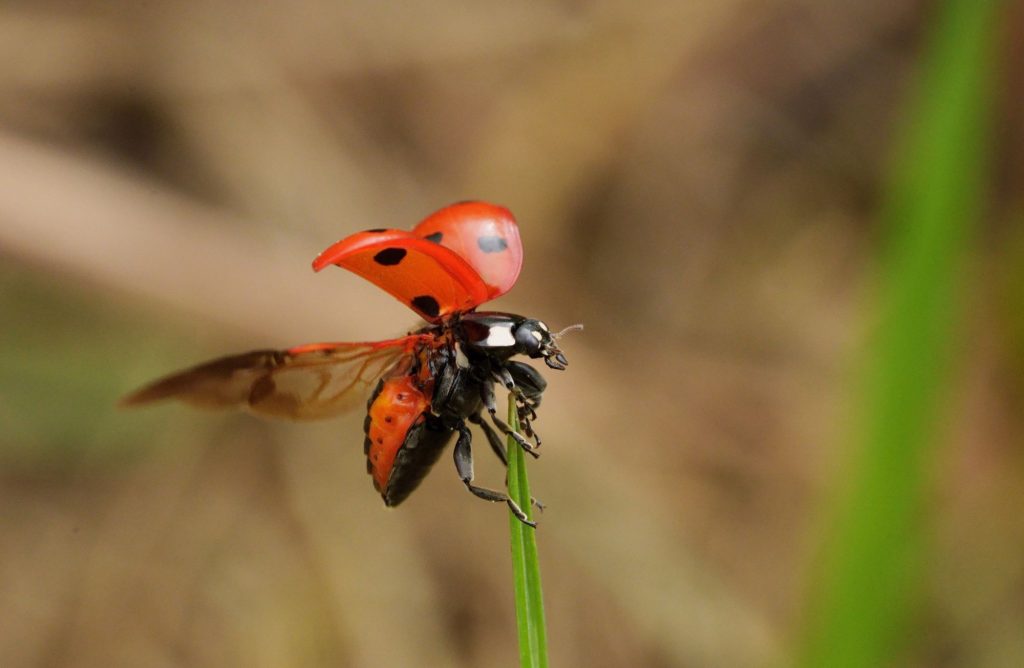 5 faits insolites sur la coccinelle