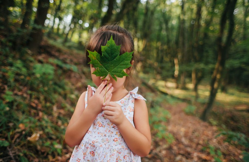 6 arbres faciles à reconnaître à partir de leurs feuilles – © Vladimir Matskevich – stock.adobe.com