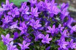 Blue purple Campanula of walls or bellflower flower is a perenni