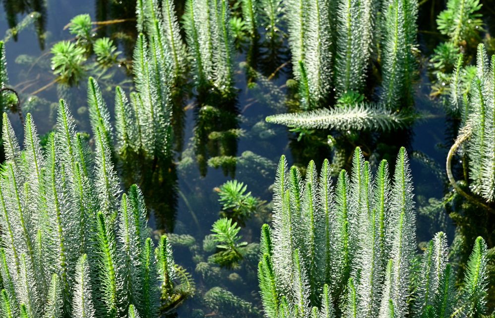 Découvrez notre liste des plantes oxygénantes pour étang / bassin