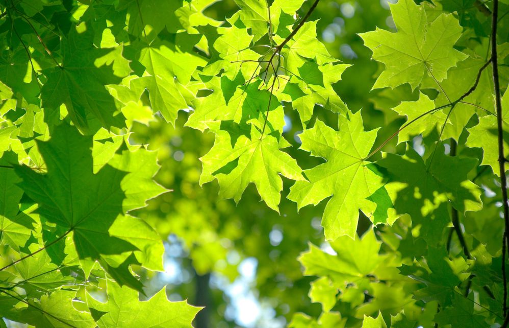 6 arbres faciles à reconnaître à partir de leurs feuilles - Depuis