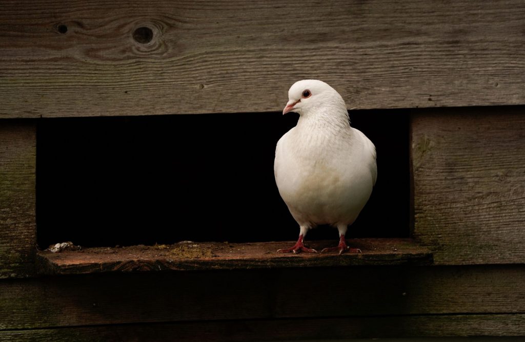 5 bonnes raisons d'adopter une colombe