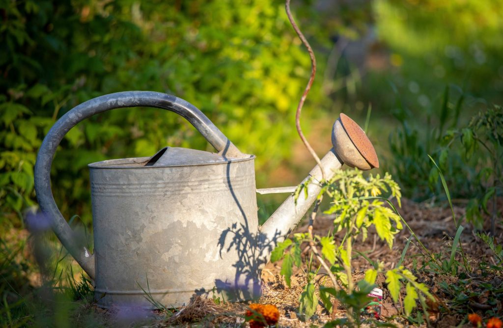 6 bonnes pratiques pour économiser l'eau au jardin cet été - Depuis