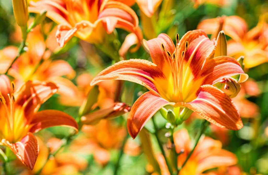Les 10 plus belles fleurs résistantes à la sécheresse