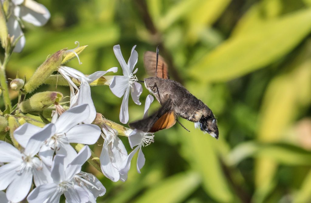 Sphinx-colibri : connaissez-vous ce papillon pas comme les autres ?