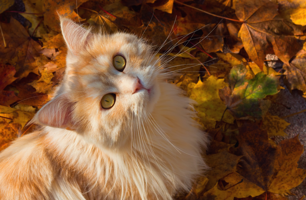 5 raisons pour lesquelles votre chat adore l'automne
