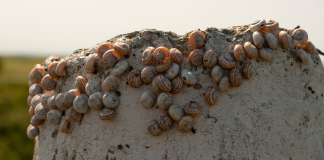 5 faits insolites sur la coccinelle - Depuis mon hamac