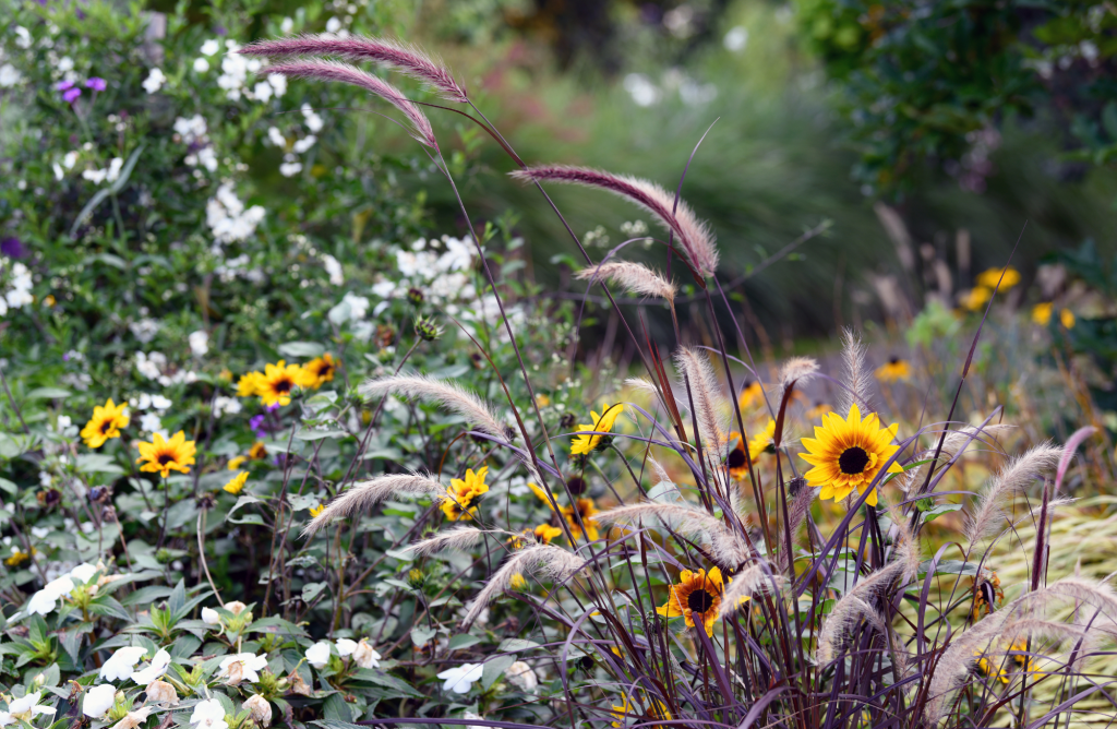 10 fleurs d’automne pour égayer votre jardin