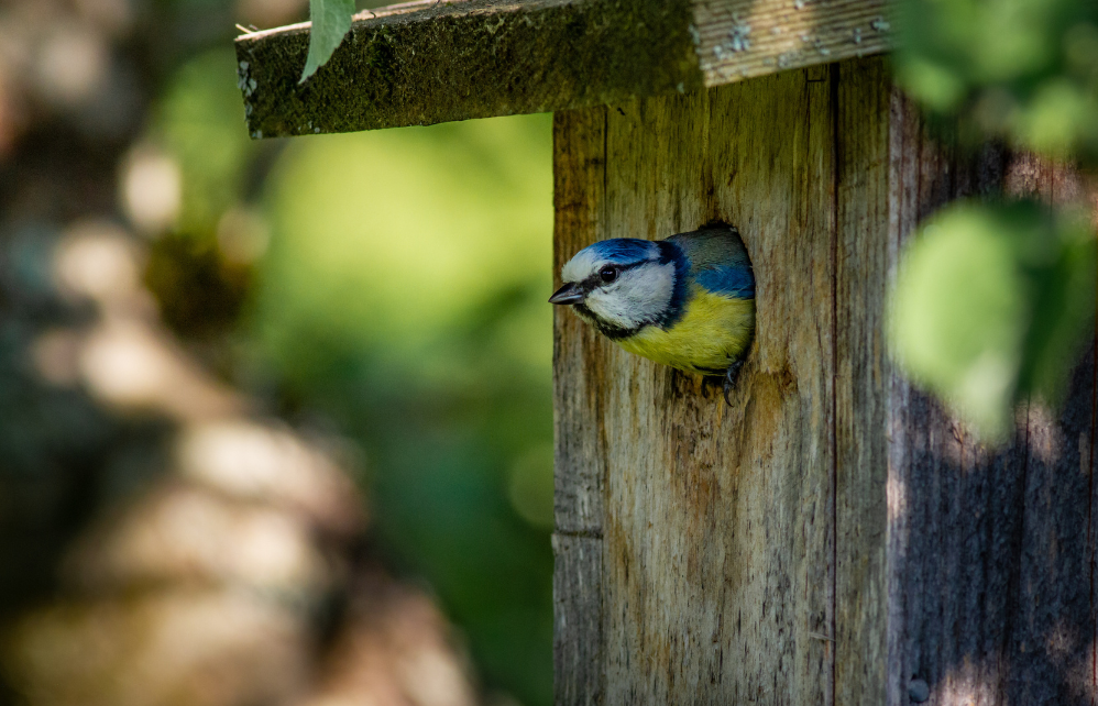 Des oiseaux au jardin: des idées pour les attirer ou les éloigner