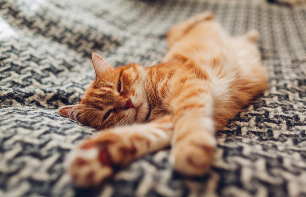 6 positions qu’adore prendre votre chat pour dormir et leurs significations