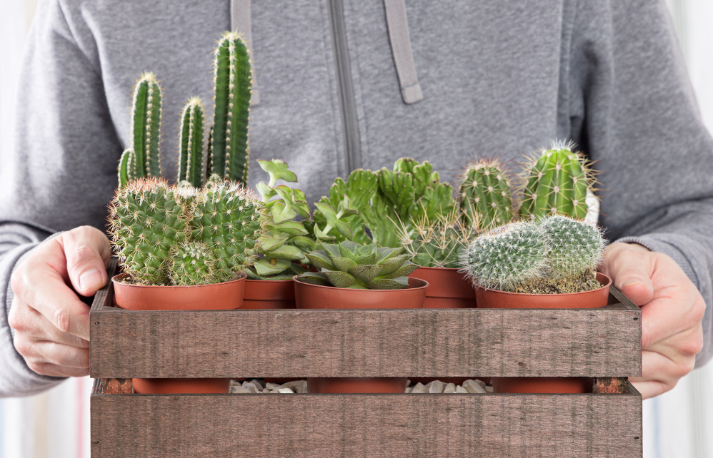 6 variétés originales de cactus à posséder chez soi